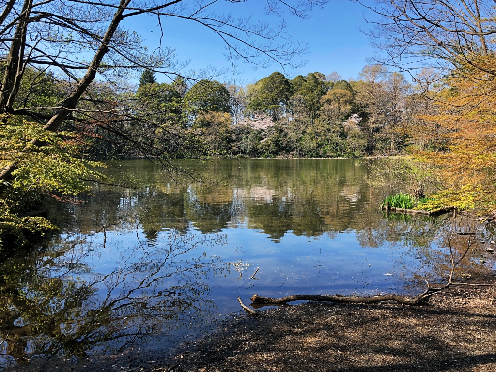 f:id:miwa3k:20190405171115j:plain