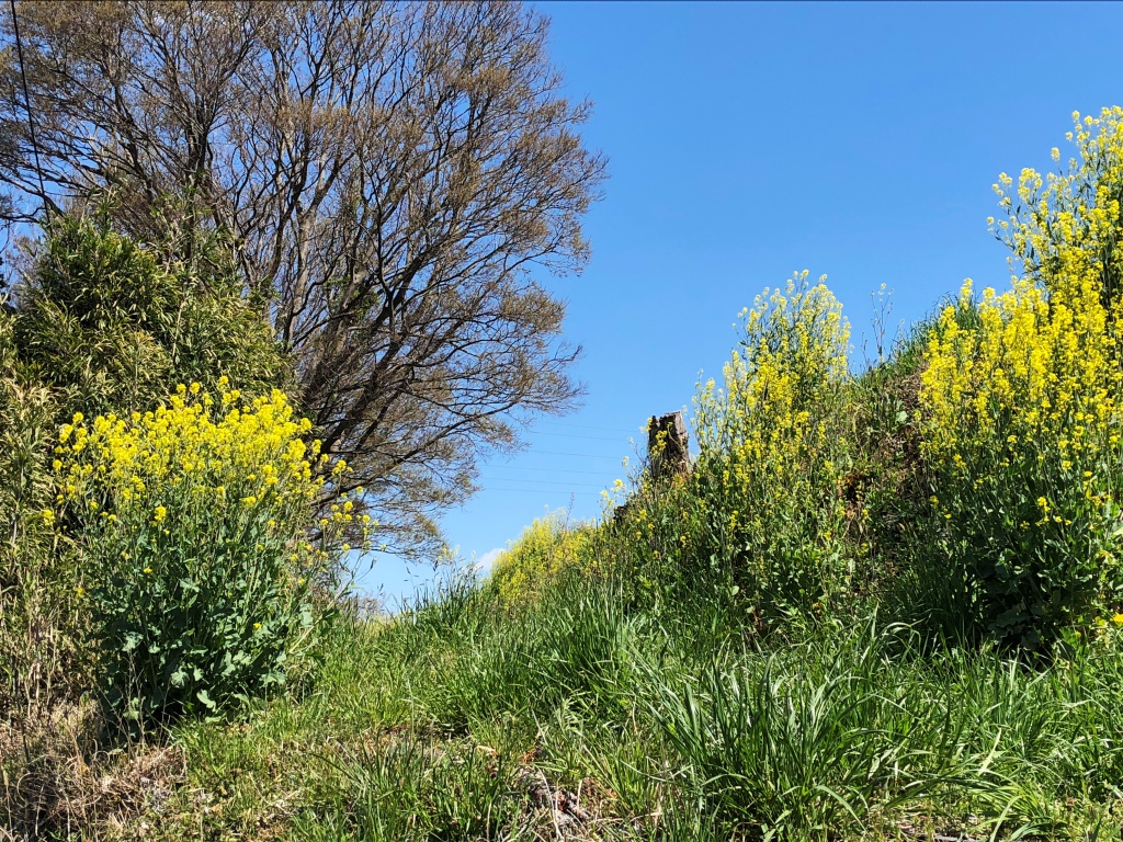 f:id:miwa3k:20190411145347j:plain f:id:miwa3k:20190411145347j:plain