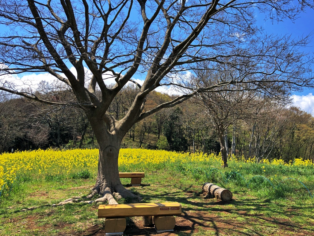 f:id:miwa3k:20190411145349j:plain f:id:miwa3k:20190411145349j:plain