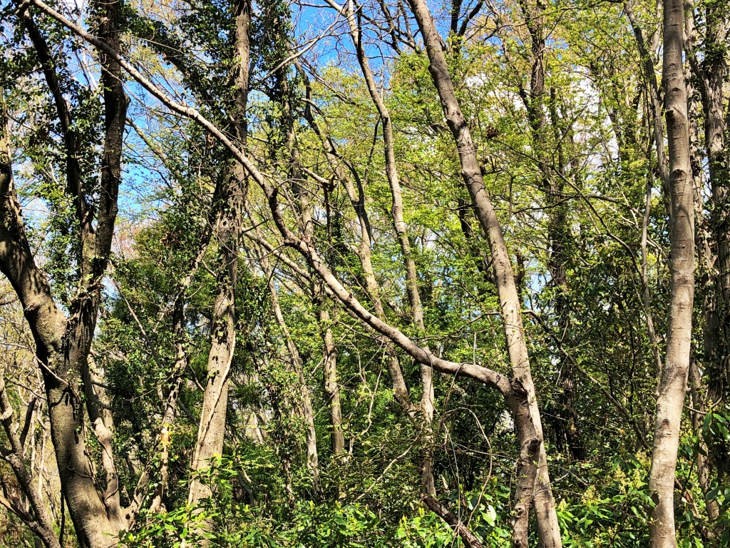 f:id:miwa3k:20190411145352j:plain f:id:miwa3k:20190411145352j:plain