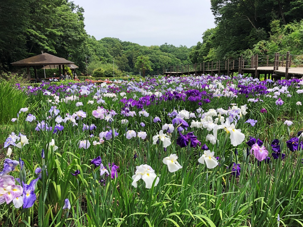 f:id:miwa3k:20190611183620j:plain