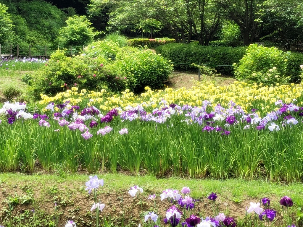 f:id:miwa3k:20190611183621j:plain