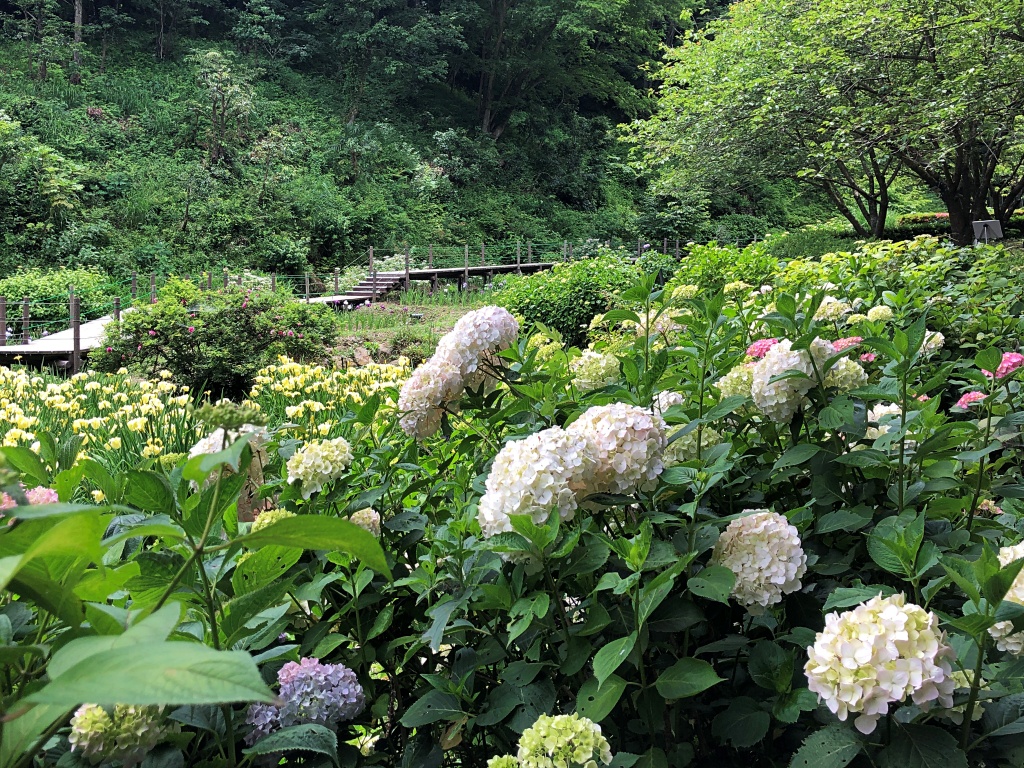 f:id:miwa3k:20190611183622j:plain