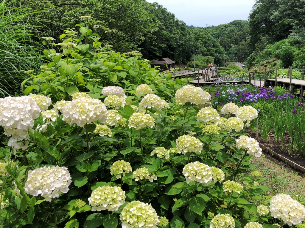 f:id:miwa3k:20190611183623j:plain