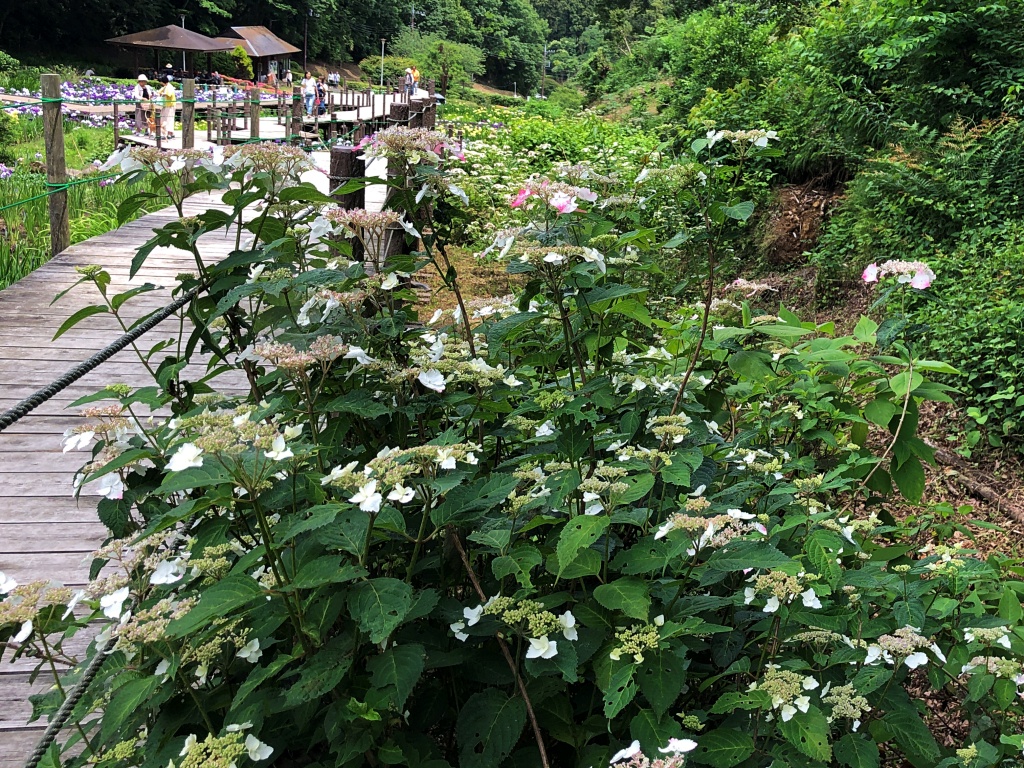 f:id:miwa3k:20190611183624j:plain