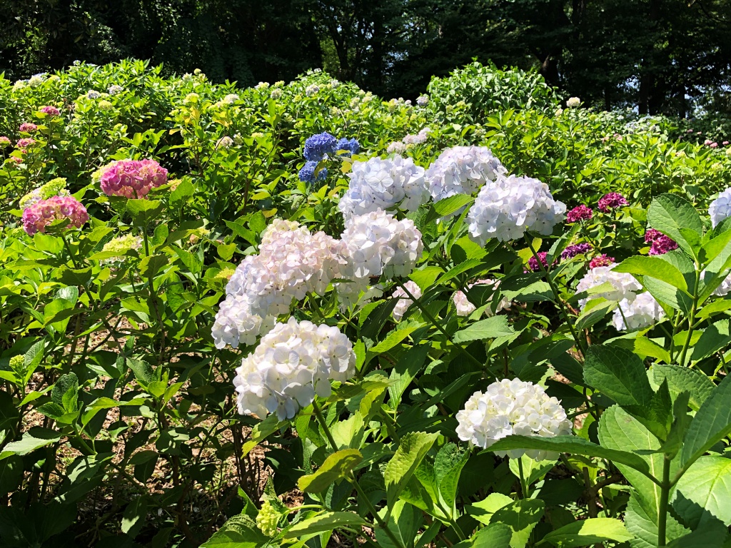 f:id:miwa3k:20190614143933j:plain