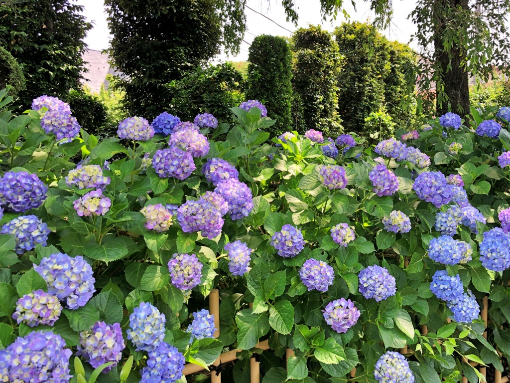 f:id:miwa3k:20190614143941j:plain