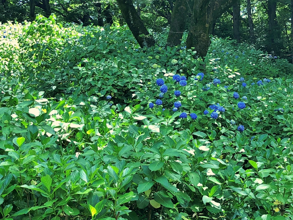 f:id:miwa3k:20190614143945j:plain