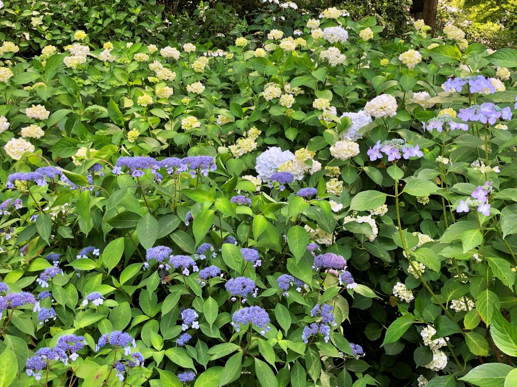 f:id:miwa3k:20190614144000j:plain