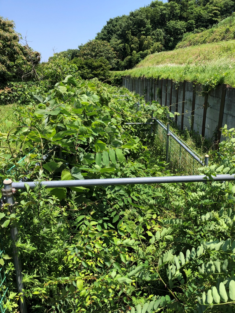 f:id:miwa3k:20190619142516j:plain