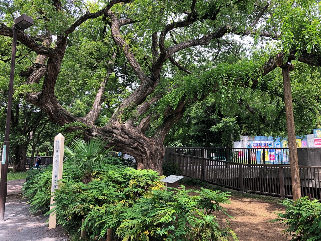f:id:miwa3k:20190624144312j:plain