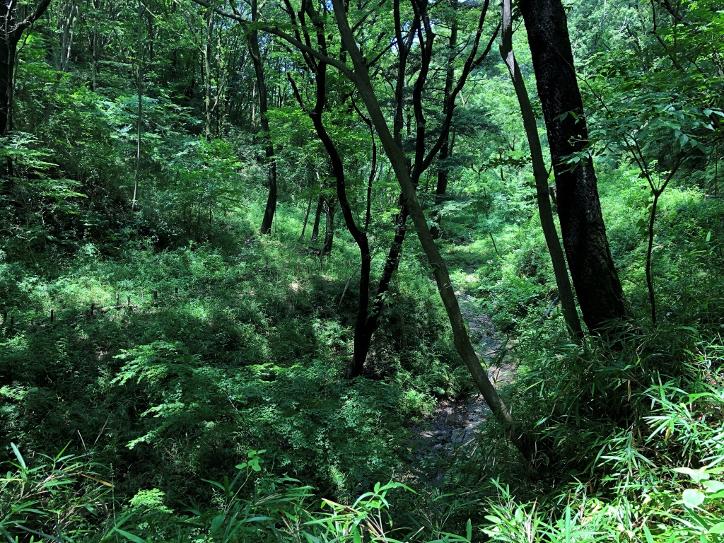 f:id:miwa3k:20190703185826j:plain