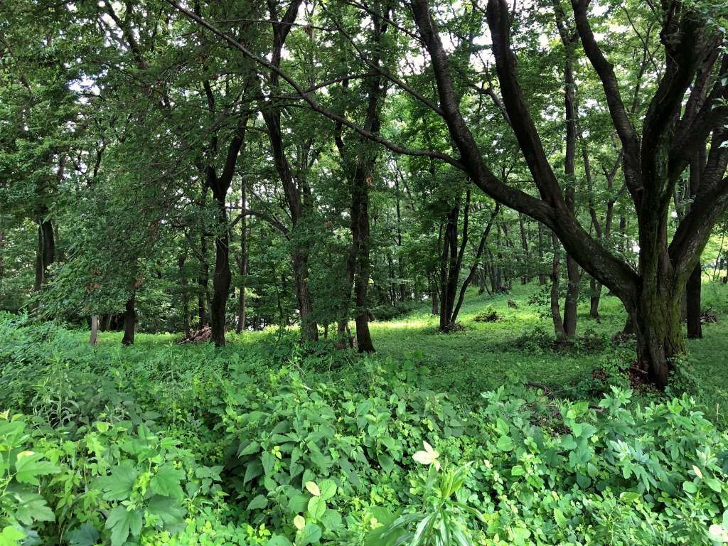 f:id:miwa3k:20190703190357j:plain