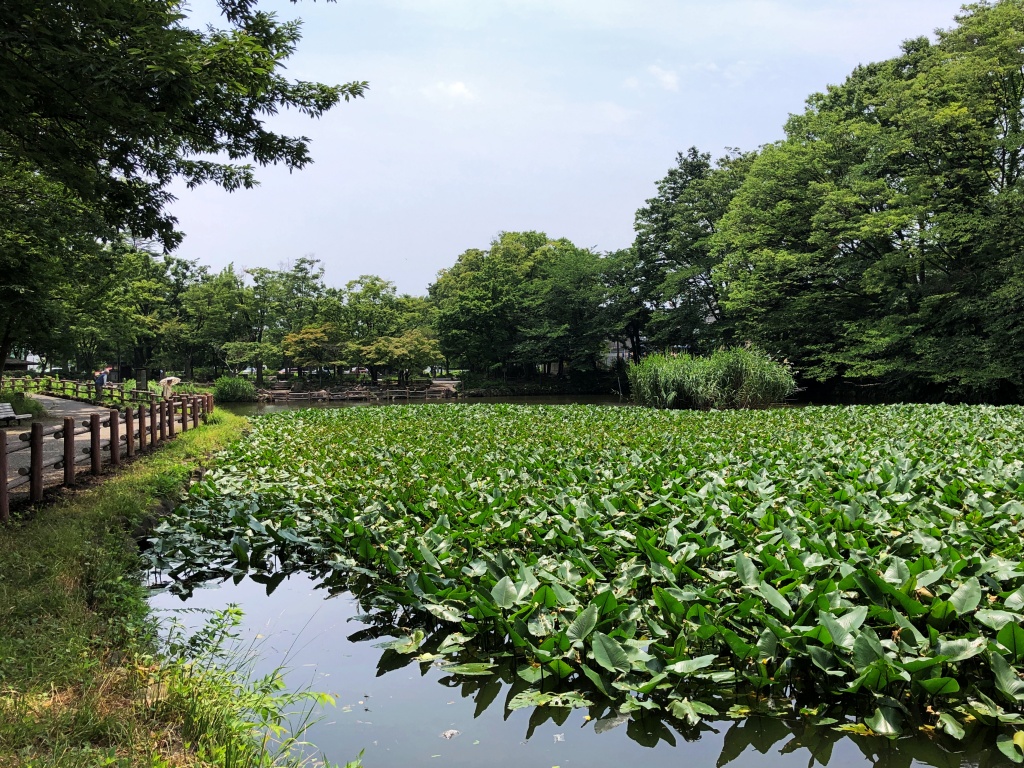 f:id:miwa3k:20190712202821j:plain