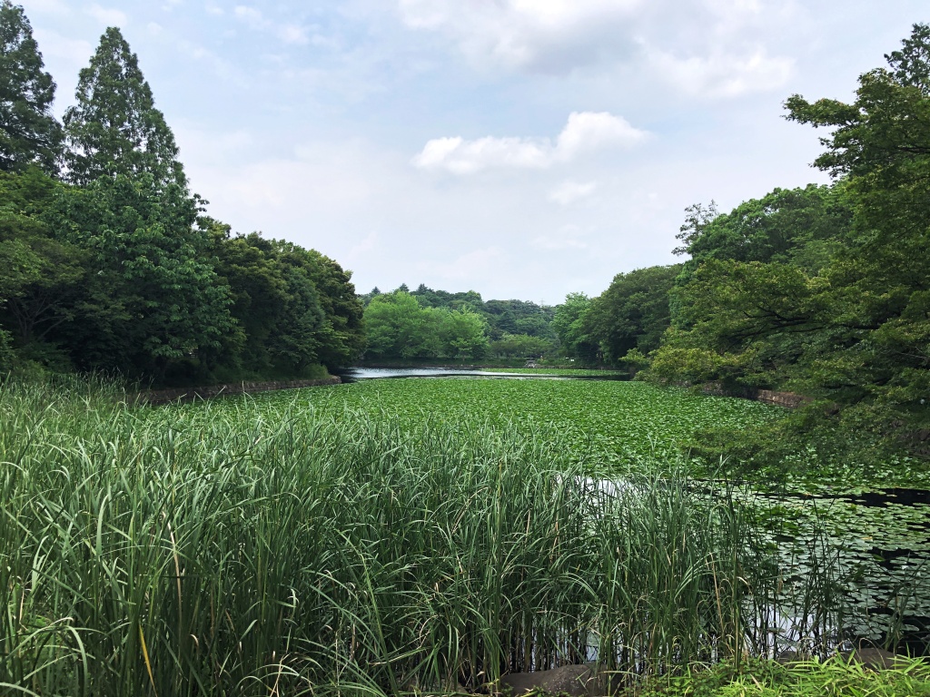 f:id:miwa3k:20190712203103j:plain