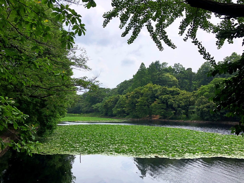 f:id:miwa3k:20190712203111j:plain