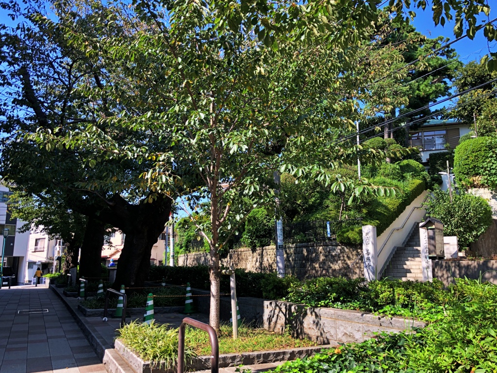 f:id:miwa3k:20191111124347j:plain