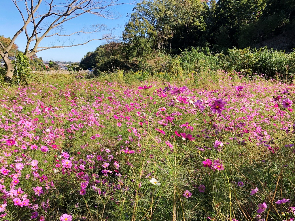 f:id:miwa3k:20191213200734j:plain