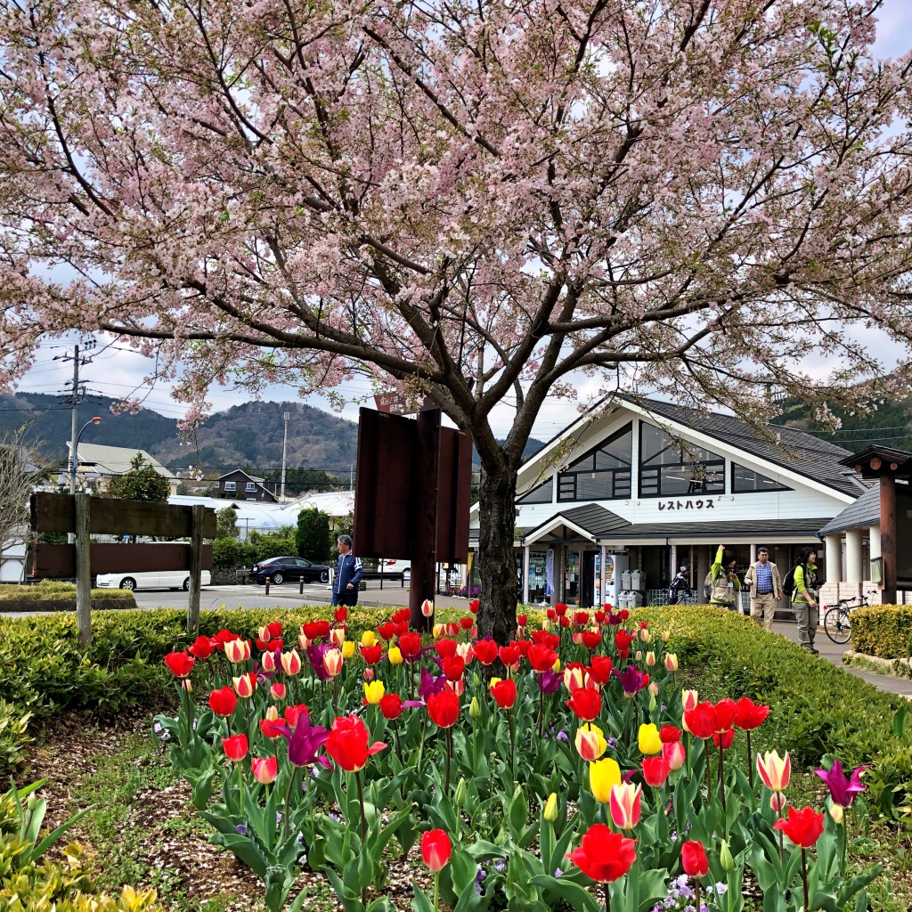 f:id:miwa3k:20200409103322j:plain