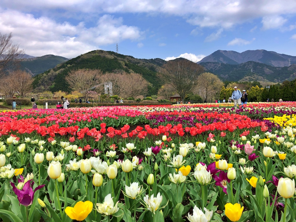 f:id:miwa3k:20200409103420j:plain
