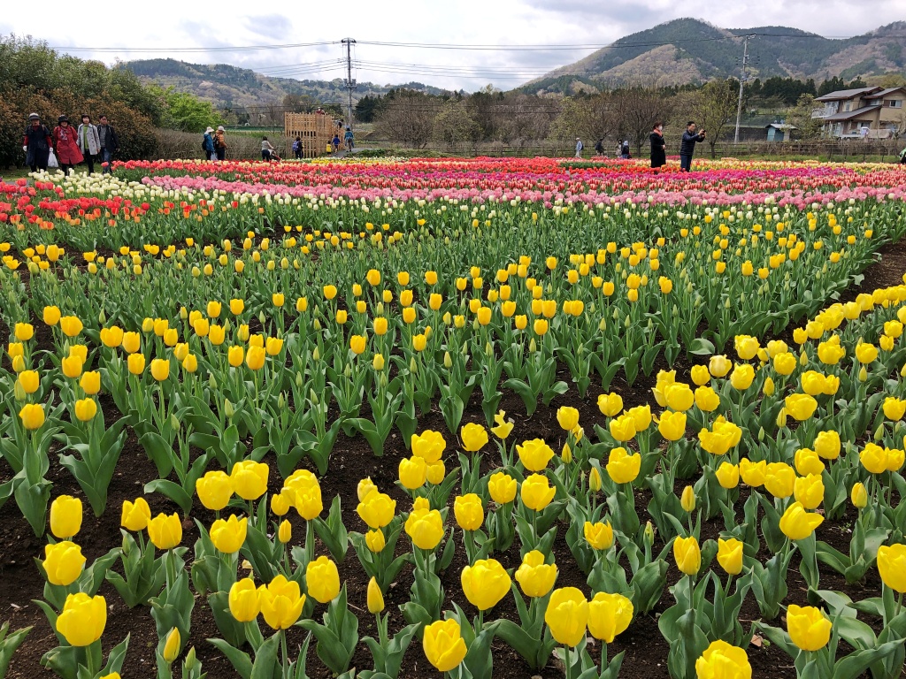 f:id:miwa3k:20200409103435j:plain