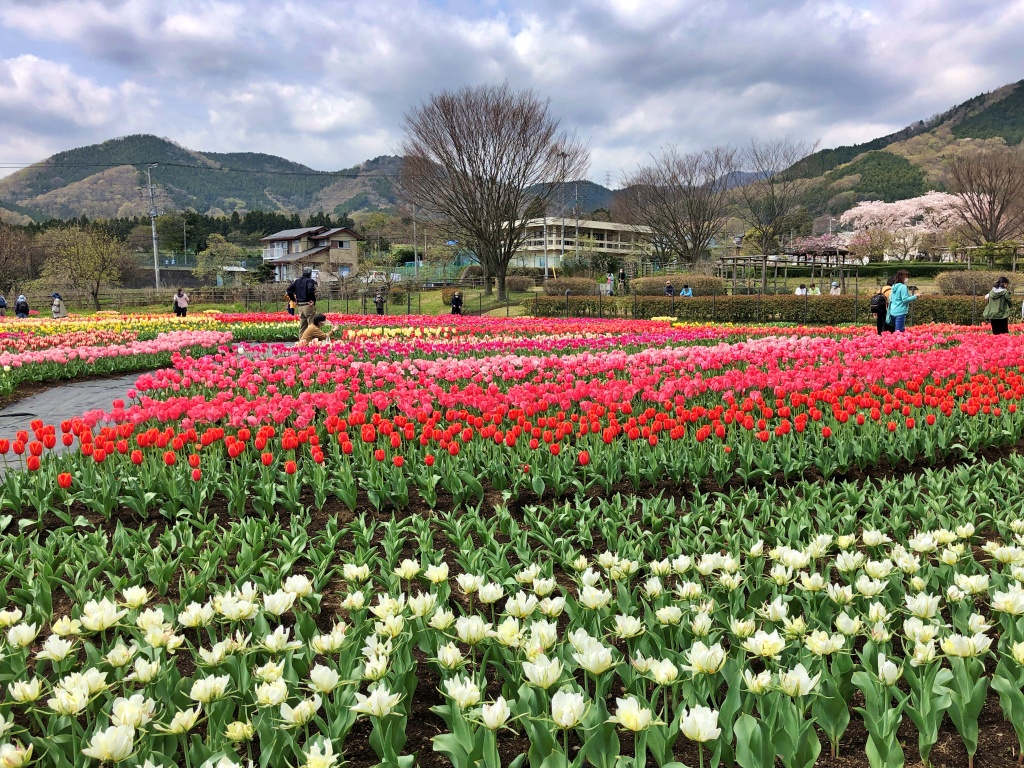 f:id:miwa3k:20200409103504j:plain