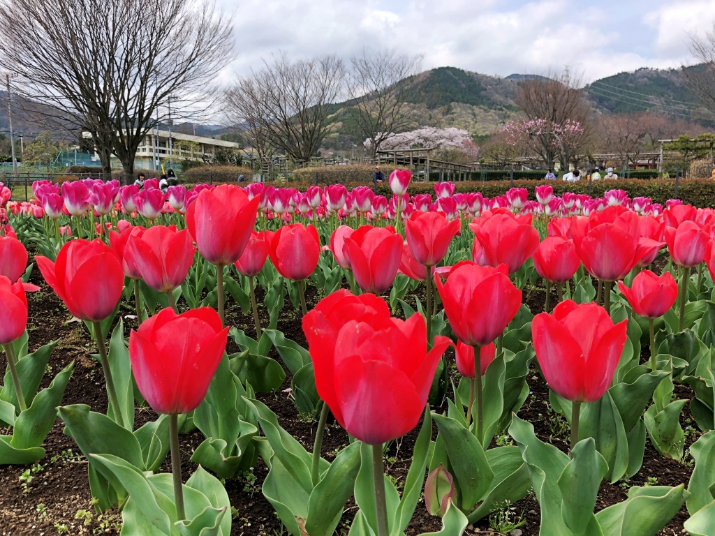 f:id:miwa3k:20200409103514j:plain