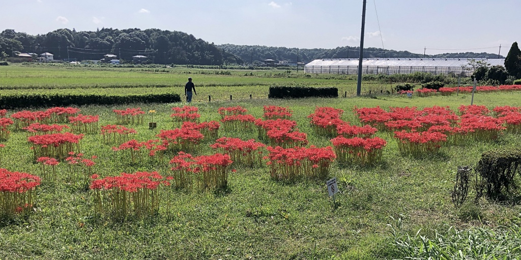 f:id:miwa3k:20201005181353j:plain f:id:miwa3k:20201005181353j:plain