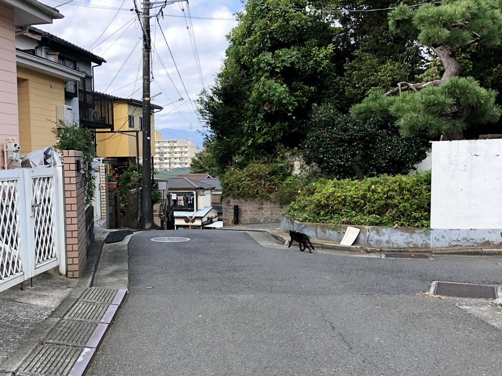 f:id:miwa3k:20201108144959j:plain f:id:miwa3k:20201108144959j:plain