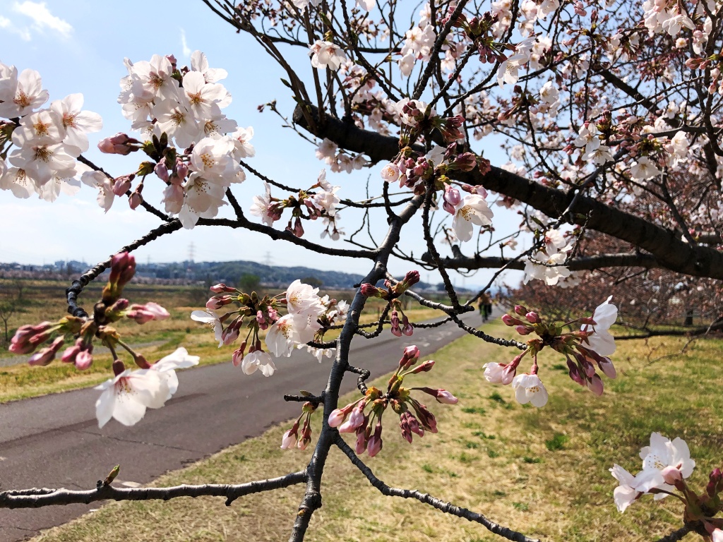 f:id:miwa3k:20210329130538j:plain