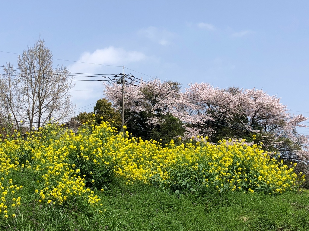 f:id:miwa3k:20210401113058j:plain
