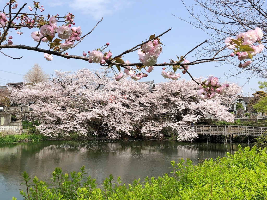 f:id:miwa3k:20210401113227j:plain