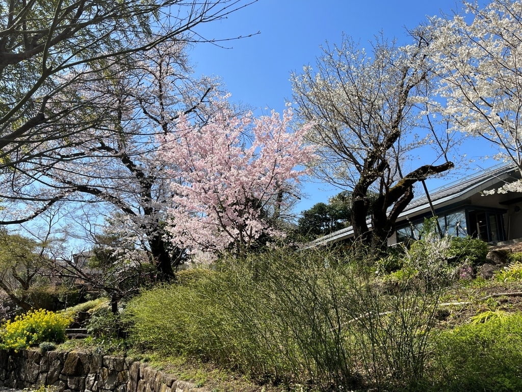 石神井川界隈の桜(2022) - 散歩の途中