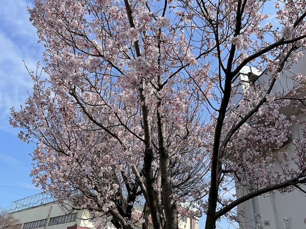 桜64華『さくら百華の道』でまたまた🌸をみてきました - 散歩の途中