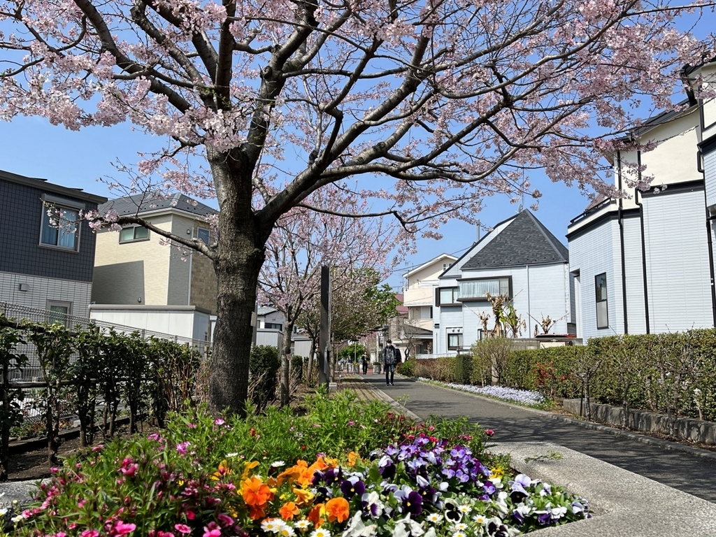 桜64華『さくら百華の道』でまたまた🌸をみてきました - 散歩の途中