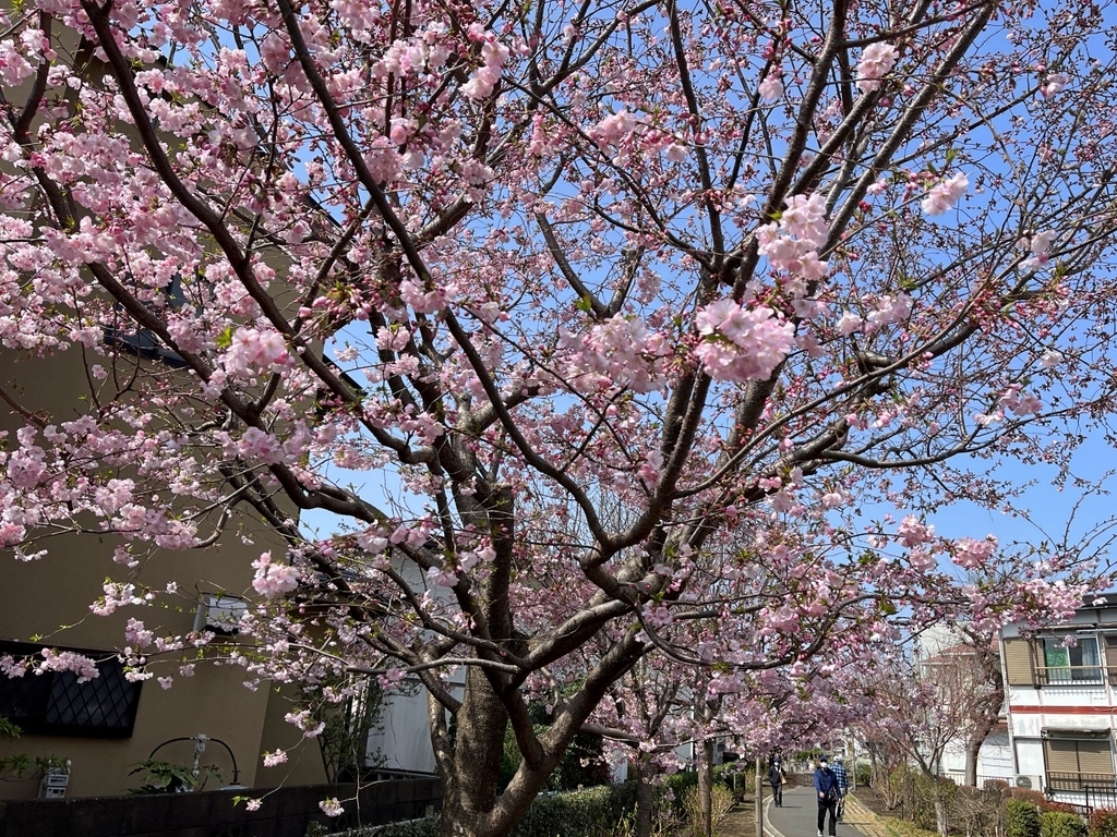 華桜ページ 桜64華『さくら百華の道』でまたまた🌸をみてきました - 散歩の途中