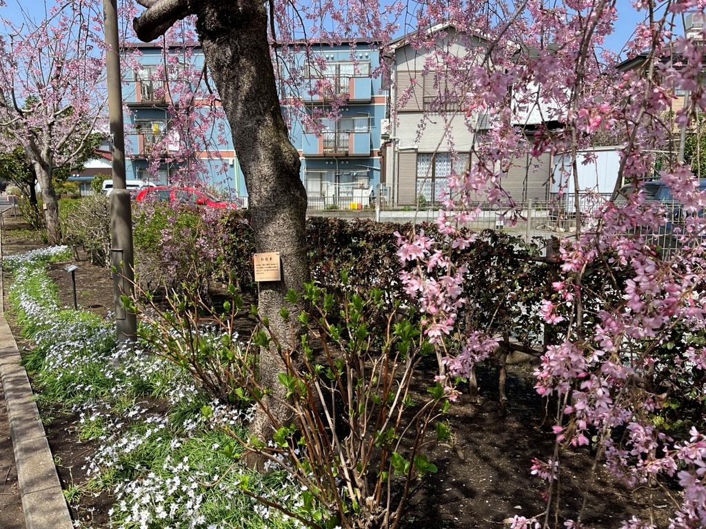 桜64華『さくら百華の道』でまたまた🌸をみてきました - 散歩の途中