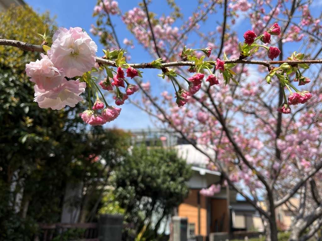 さくら百華の道(4)』遅咲き桜も咲き出してさくら図鑑完成まで〈32/64華