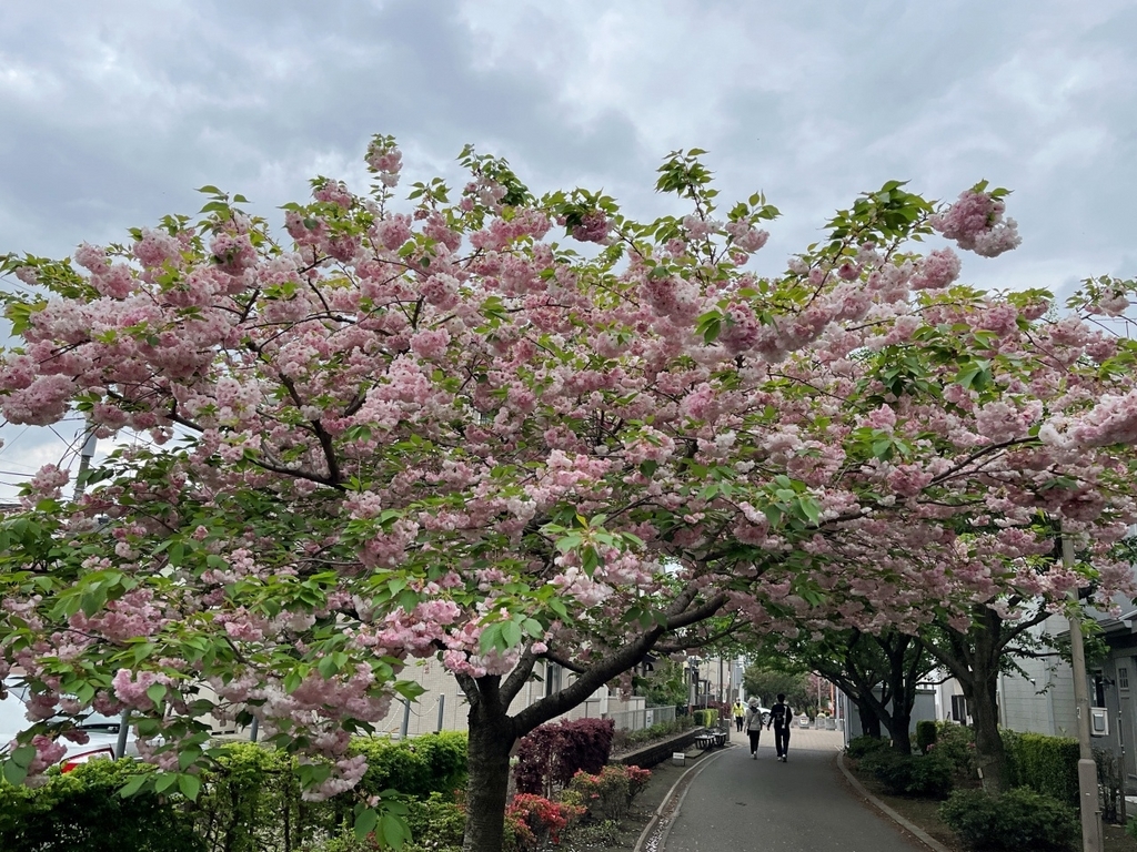 さくら百華の道(4)』遅咲き桜も咲き出してさくら図鑑完成まで〈32/64華