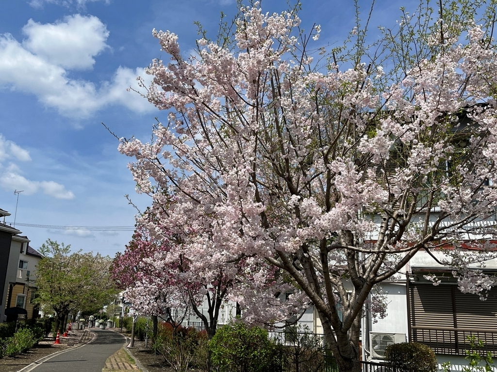 山形の啓翁桜(けいおうざくら)125cm[10本束]