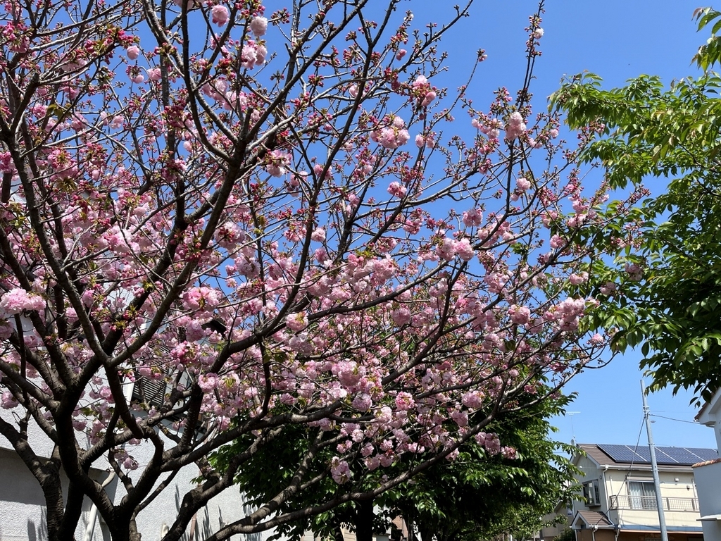 さくら百華の道(5)』遅咲き桜も咲き出してさくら図鑑完成まで