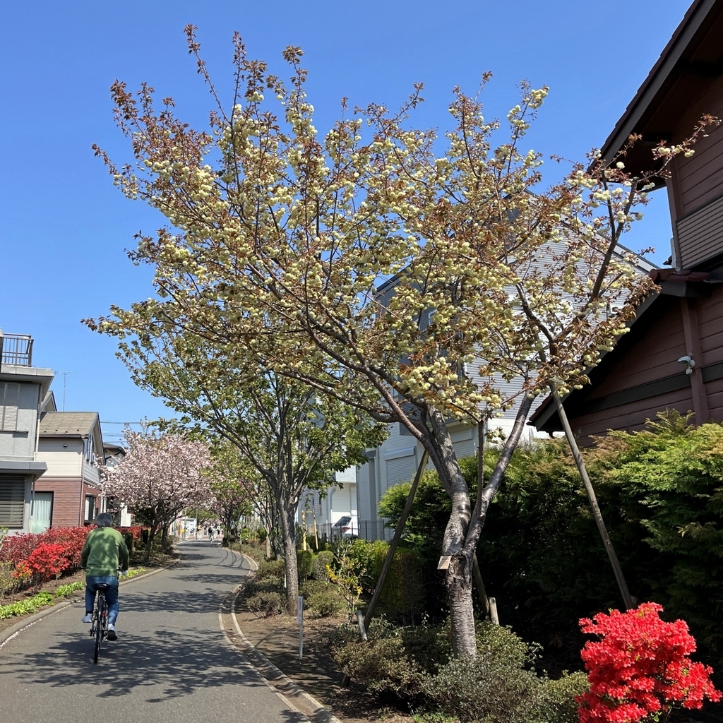 さくら百華の道(5)』遅咲き桜も咲き出してさくら図鑑完成まで