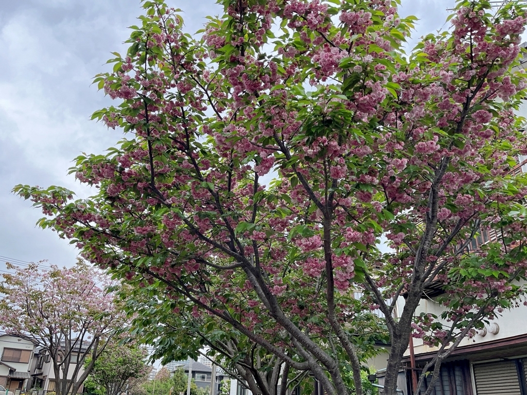 さくら百華の道(5)』遅咲き桜も咲き出してさくら図鑑完成まで