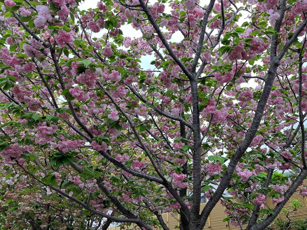 この春最後の『さくら百華の道(6)』 こちらにある桜64華のうち63