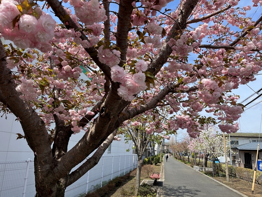この春最後の『さくら百華の道(6)』 こちらにある桜64華のうち63