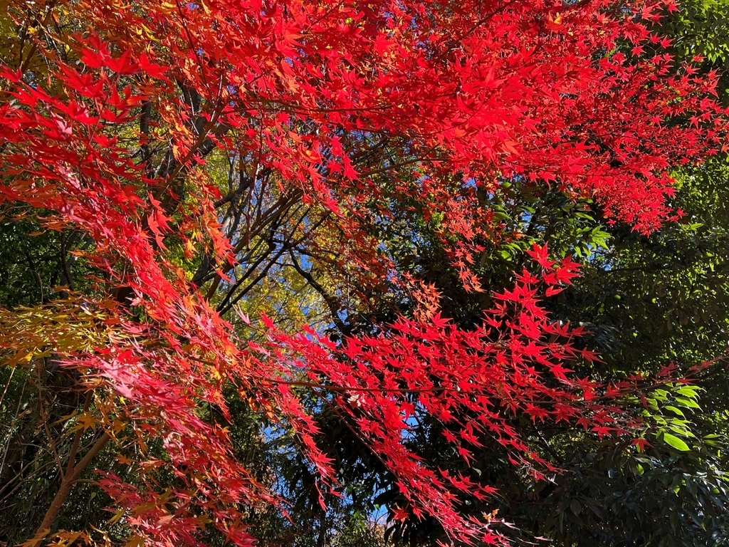 そろそろ名残りの紅葉 見に行ってきました〈横浜都筑の緑道〉 - 散歩の途中