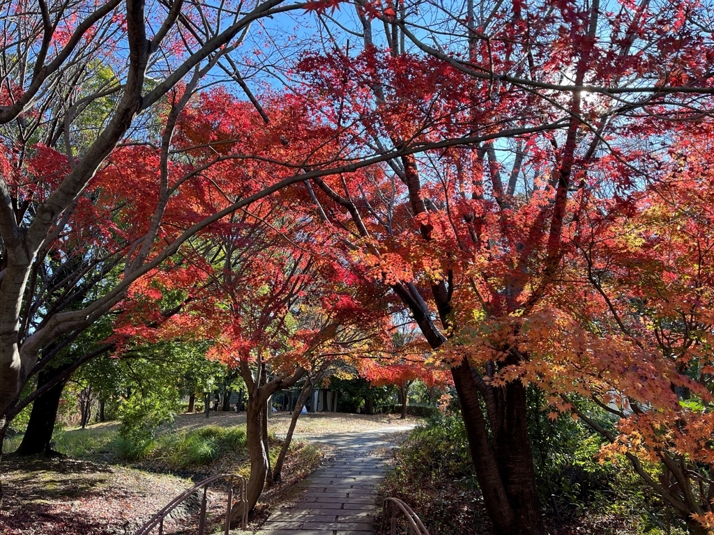 そろそろ名残りの紅葉 見に行ってきました〈横浜都筑の緑道〉 - 散歩の途中