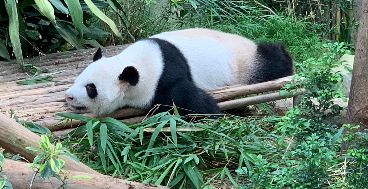 f:id:miwab:20190623154209j:plain f:id:miwab:20190623154209j:plain
