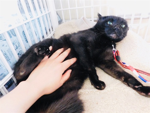 f:id:miwachann7777:20190411152154j:image f:id:miwachann7777:20190411152154j:image