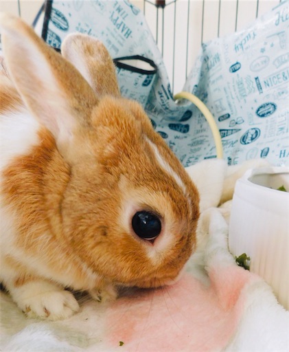 f:id:miwachann7777:20190422164845j:image f:id:miwachann7777:20190422164845j:image